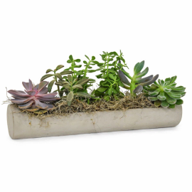 Stunning Succulents