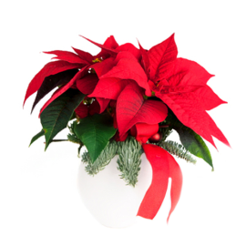 Poinsettia in a Vase
