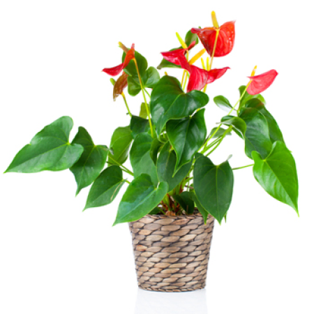 Anthurium in a Planter