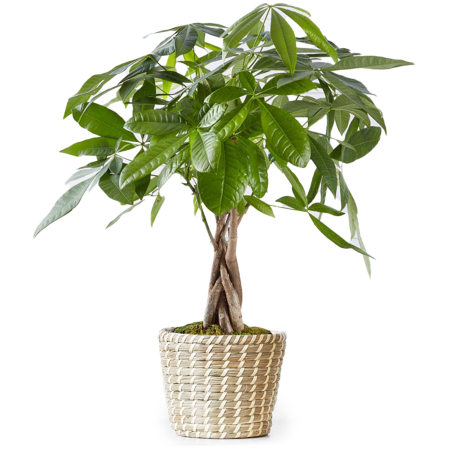 Bonsai Bliss